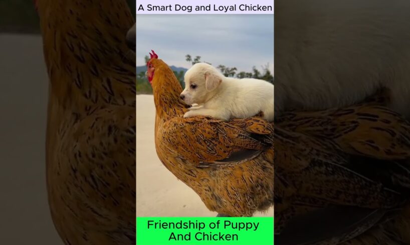 Cutest Puppy and Chicken Best Friends Ever! ❤️ #CuteAnimals #pets  #shortvideos #youtubeshorts #dog