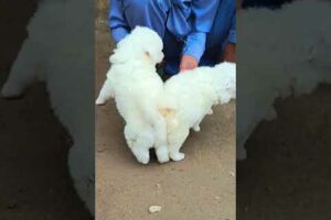 Cutest puppies Playing | Russian Dogs | #peshawardogcenter #animals  #dog #pets #puppy #cute