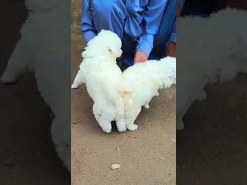 Cutest puppies Playing | Russian Dogs | #peshawardogcenter #animals  #dog #pets #puppy #cute