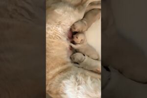 Cutest puppies feeding from mom 🥰 #shorts #animals #cute #dog