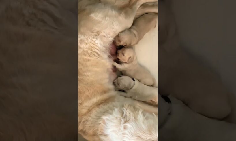 Cutest puppies feeding from mom 🥰 #shorts #animals #cute #dog