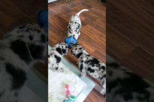 Cutest puppies play tug of war🥰🤣 #puppy #tugofwar #shorts #video #funny #cute #love #doglover