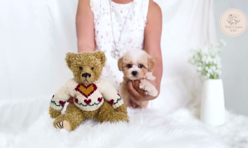 Cutest puppy 🐶 "Chuck" #teacup #Maltipoo #puppy #tinydog #cutestdog