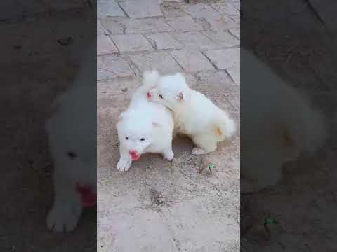 Cutest puppy | Russian Dogs | #peshawardogcenter #animals  #dog #pets #puppy #cute