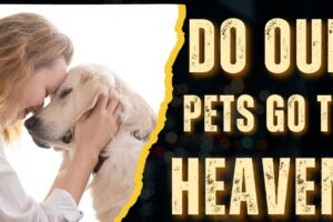 Do Our Pets Go to Heaven? One Boy's Incredible Near-Death Experience | NDE