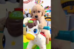 DoG playing #hindisong #song #bollywood #music #cute #doglover #dog #animals #pets #animallover