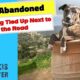 Dog Abandoned by Being Tied Up Next to the Road! - Takis Shelter