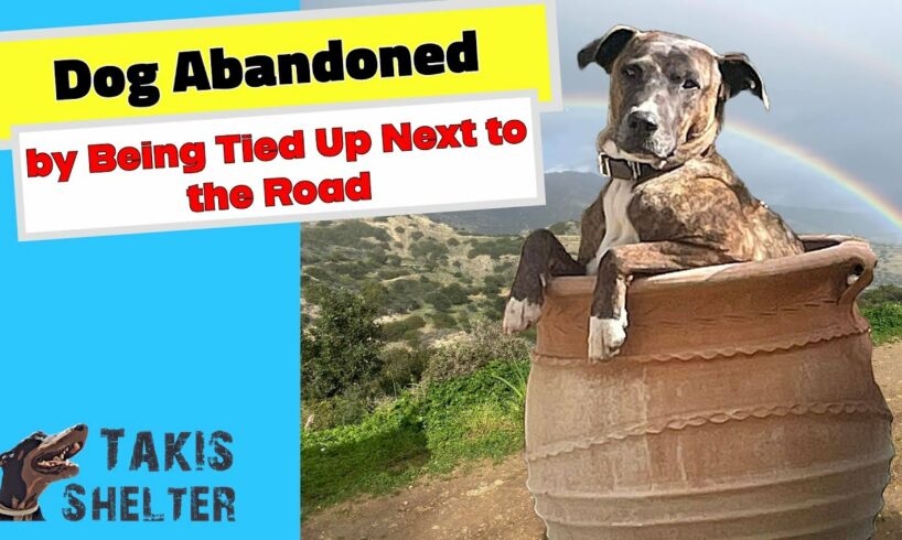 Dog Abandoned by Being Tied Up Next to the Road! - Takis Shelter