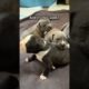 Dog Begs Woman To Help Her And Her Puppies | The Dodo