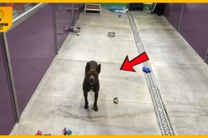 Dog Finds Himself All Alone At Shelter After Everyone Else Gets Adopted