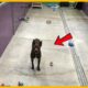 Dog Finds Himself All Alone At Shelter After Everyone Else Gets Adopted