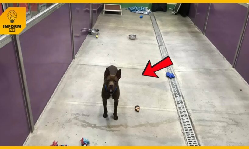 Dog Finds Himself All Alone At Shelter After Everyone Else Gets Adopted