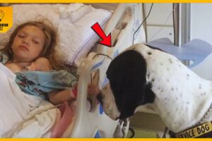 Dog Gives His All For Little Girl, So Family Decides To Return The Favor