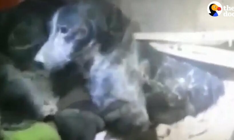 Dog Rescued From Italy Earthquake Rubble