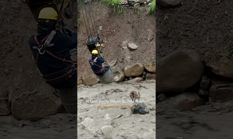 🌊Dog Rescued From Raging River🐕 | Hero of the Week