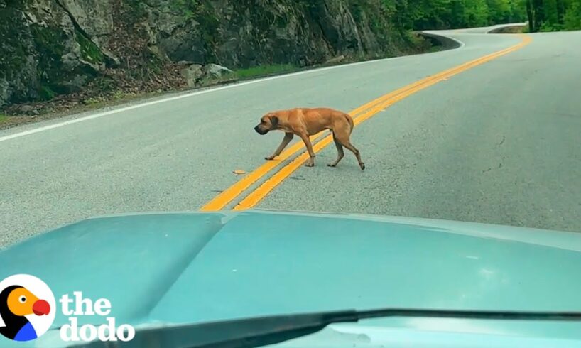 Dog Rescued From The Middle Of Traffic Becomes The Biggest Love Bug | The Dodo