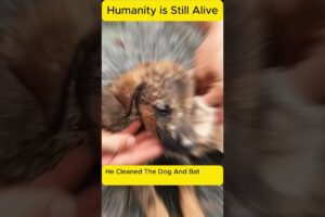 Dog Was Abandoned and Thrown in the Garbage #humanity #dogrescue