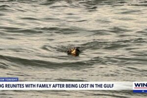 Dog rescued at sea off Fort Myers Beach by yacht's crew and reunited with family