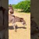 Donkey big Awaz but donkey is very happy |#jungles #pets #subscribe