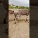 Donkey #ghadha #animals #donkey #pets #shortsfeed #shorts