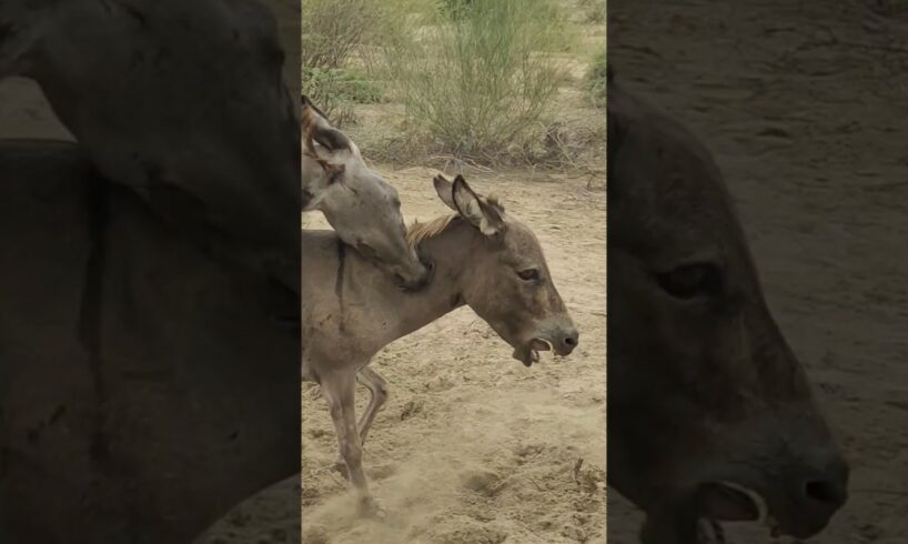 Donkeys #animals #youtubeshorts #ghadha