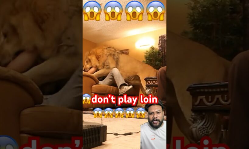 Don’t play with loin! #lion #alexthelion #animals #lionking #shorts