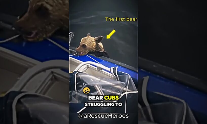 Drowning Bear Cub Clings To Boat For Help  #animals  #animalrescue