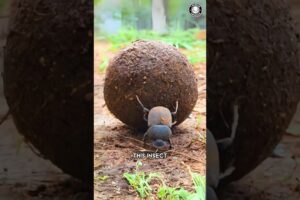 Dung Beetle 💩 Rolls POOP for Survival!