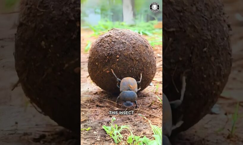 Dung Beetle 💩 Rolls POOP for Survival!