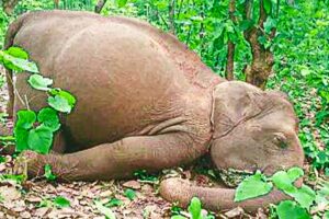 Elephant herd travel 12 hours to mourn human who rescued them