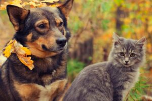 FUNNY DOGS AND CATS, UPBEAT MUSIC, CALMING, SOOTHING AND ENJOYABLE, CUTE PETS FUNNY VIDEOS