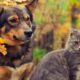 FUNNY DOGS AND CATS, UPBEAT MUSIC, CALMING, SOOTHING AND ENJOYABLE, CUTE PETS FUNNY VIDEOS