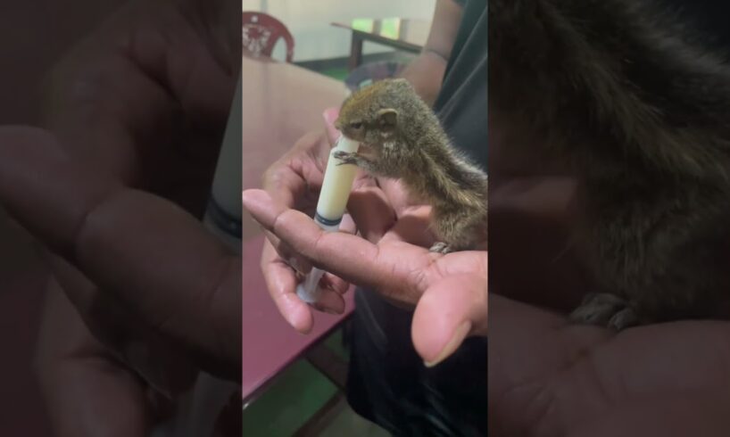 Feeding this rescued baby squirrel 🐿️ #animals #cute #love #cool #squirrel #car