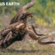 Fierce Battle: Heart-Wrenching Moments as Snakes Start Predators | Animal Fights