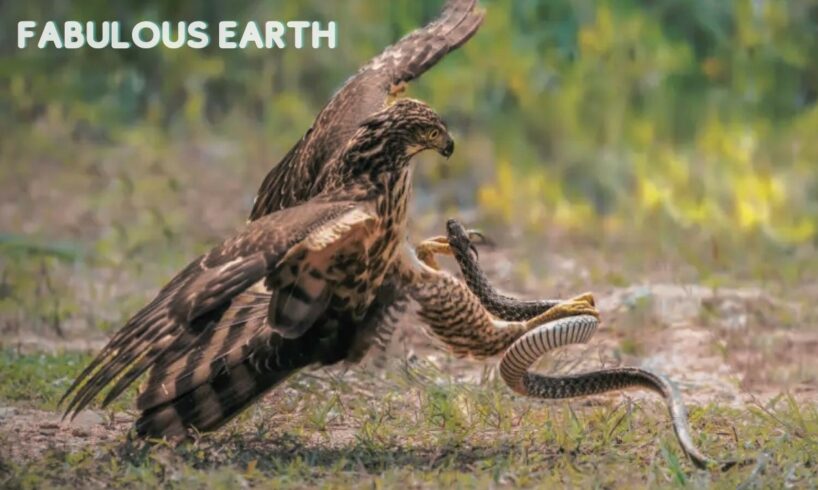 Fierce Battle: Heart-Wrenching Moments as Snakes Start Predators | Animal Fights