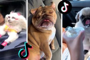 Funny Doggos of TIK TOK ~ Cute Puppies Doing Funny Things on TikTok