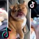 Funny Doggos of TIK TOK ~ Cute Puppies Doing Funny Things on TikTok