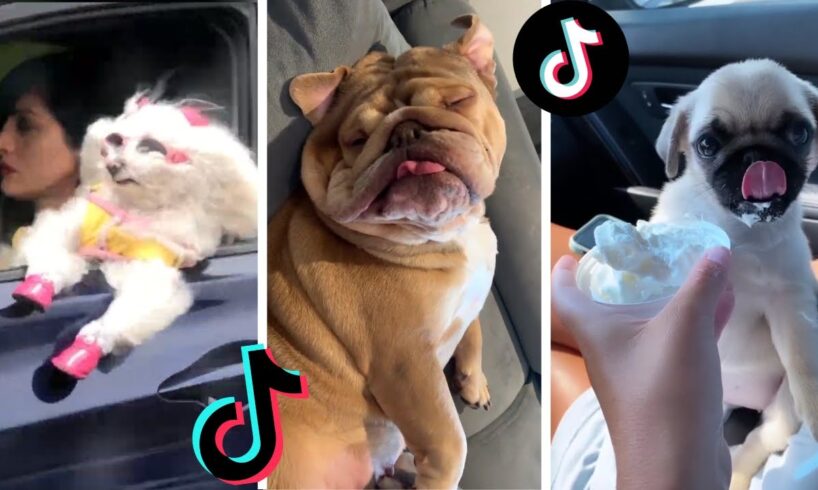 Funny Doggos of TIK TOK ~ Cute Puppies Doing Funny Things on TikTok