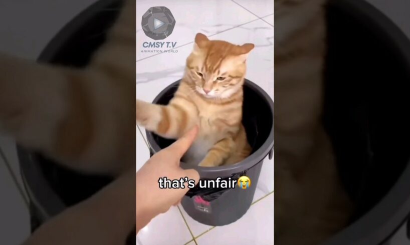 Funny Mischief Cats 😅 | Hilarious Cat Antics @CMSY-TV