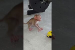 Funny Reaction Of Newborn Jinna When Wanna Play Super Toy Car #animals  #monkey #cute