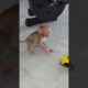 Funny Reaction Of Newborn Jinna When Wanna Play Super Toy Car #animals  #monkey #cute