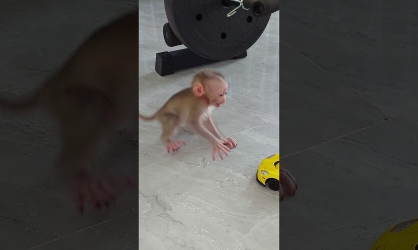 Funny Reaction Of Newborn Jinna When Wanna Play Super Toy Car #animals  #monkey #cute