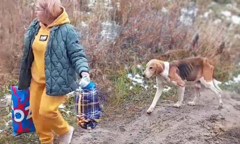 Gathering all her courage and following, the dog did something that no one expected