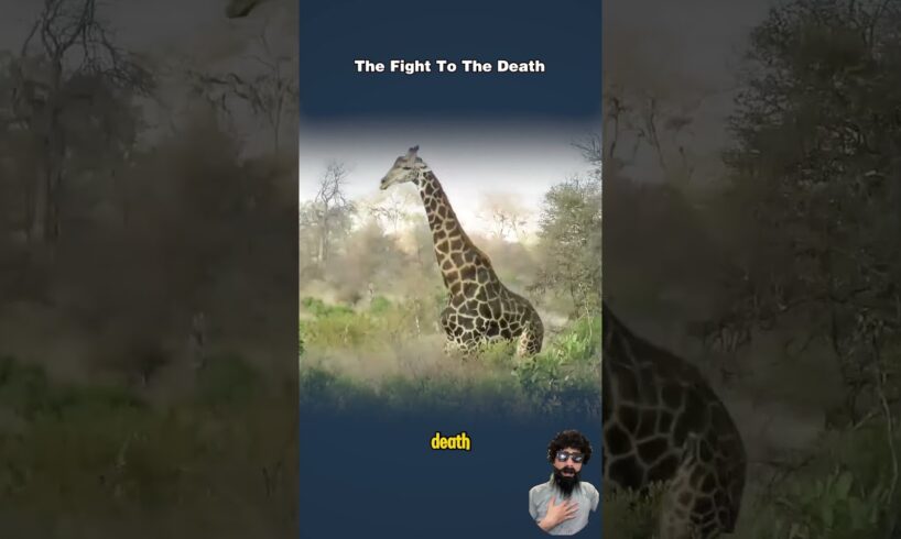 "Giraffe Fight To The Death : Epic Animal Attacks"