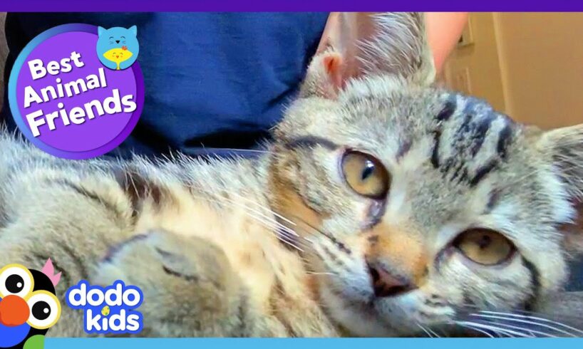 Goofy Cat Teaches Her Dog BFF All The Best Cat Tricks | Dodo Kids | Best Animal Friends