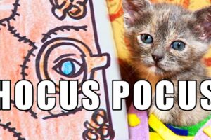 HOCUS POCUS (Cute Kitten Version)