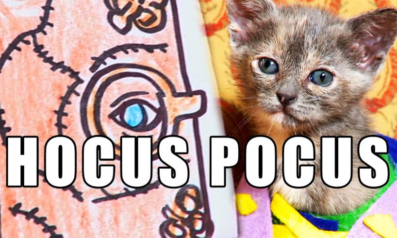 HOCUS POCUS (Cute Kitten Version)