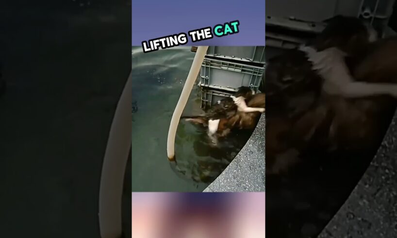 He Jumped into Water to Rescue The Cat 😮♥️Shorts