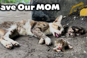 Heartwarming Rescue: Dying Cat and Kittens' Unbelievable Journey!