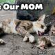 Heartwarming Rescue: Dying Cat and Kittens' Unbelievable Journey!